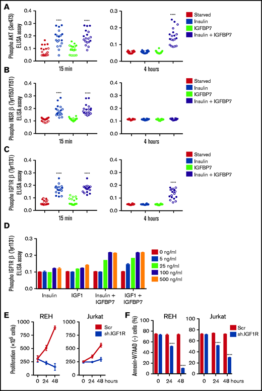 IGFBP7 prolongs IGF1R activation by insulin or IGF1 in primary ALL cells. (A) ELISA results for AKT (Ser473) phosphorylation, (B) INSRβ (Tyr1150/1151) phosphorylation, and (C) IGF1Rβ (Tyr1131) phosphorylation in 11 primary BCP (open circles) and 7 T-ALL (solid circles) cells cultured in AIM-V serum-free medium supplemented with insulin (500 ng/mL), IGFBP7 (100 ng/mL), or a combination of both for 15 minutes and 4 hours. Circles represent means of 2 independent experiments run in duplicate wells. See also supplemental Figures 6, 7, and 8. (D) Dose-response effect for insulin and IGF1, alone or in combination with IGFBP7, on long-term (4 hours) phosphorylation of IGF1Rβ (Tyr1131) as measured by ELISA. Bars represent means ± SE for duplicate wells. (E) Proliferation and (F) survival of REH and Jurkat cell lines stably transduced with IPTG-inducible shRNA vectors against IGF1R or Scramble control (Scr), after 24 and 48 hours of IPTG (1 µg/mL) stimulation, as measured by the trypan blue exclusion technique and Annexin-V/7ADD staining, respectively. Bars represent means ± SE for 2 independent experiments run in triplicate wells. See also supplemental Figure 9A-B. Statistical analysis was done by 1- or 2-way ANOVA and Bonferroni posttests (****P .0001).