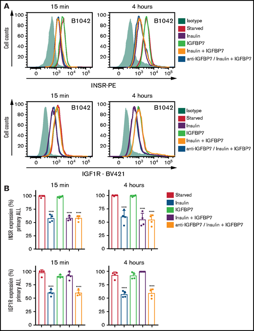 IGFBP7 inhibits IGF1R internalization on insulin stimulation. (A) Cell surface expression of the INSR and IGF1R in a representative case of serum-starved primary BCP-ALL (B1042) cells after 15 minutes or 4 hours of treatment with insulin (500 ng/mL), IGFBP7 (100 ng/mL), anti-IGFBP7 (clone C311, 20 µg/mL), or associations, as measured by flow cytometry analysis. The anti-IGFBP7 antibody (clone C311) was added 30 minutes before insulin/IGFBP7 addition. (B) Normalized results from 4 different primary BCP-ALL (B1042 and B1421) and T-ALL (T1238 and T1260) cells, according to the times and treatments described above. A histogram overlay was used to calculate the percentage of labeled cells with respect to cells left untreated (Starved). See also supplemental Figure 10. Statistical analysis was done by 1-way ANOVA and Bonferroni posttests (****P .0001).