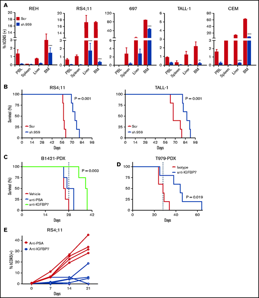 IGFBP7 knockdown or neutralization decreases the progression of ALL in vivo. (A) NOD/SCID mice were transplanted with 10 million sh.959 or Scramble (Scr) ALL cell lines. After 4 (REH, RS4;11, and 697) to 6 (TALL-1 and CCRF-CEM) weeks, animals were killed and evaluated for the percentage of leukemia (hCD45+) cells in the peripheral blood (PBL), spleen, liver, and bone marrow (BM) by flow cytometry. Bars represent means ± SE for 3 animals. Statistical analysis was done by 2-way ANOVA and Bonferroni posttests (**P ≤ .01 and ****P ≤ .0001). (B) Kaplan-Meier survival curves of NOD/SCID mice (5 animals per group) transplanted with sh.959 or Scramble (Scr) ALL cells. (C) Survival curves of NOD/SCID mice transplanted with a patient-derived BCP-ALL xenograft (B1421-PDX) and treated with the anti-IGFBP7 (clone C311) or anti-PSA antibody, as above, for 4 weeks. Treatment of mice (4 animals per group) started when half of the animals had ≥0.5% of leukemia cells