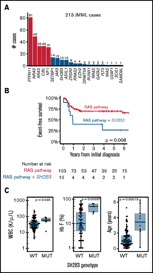 Incidence and impact of SH2B3 mutations in JMML. (A) Frequencies of mutations identified by targeted or genomic sequencing in a cohort of 213 JMML cases. A case is considered positive for any mutation found at diagnosis or relapse. Red bars indicate canonical Ras-pathway genes that are thought to initiate JMML; blue bars represent secondary mutations. (B) Kaplan-Meier analysis of outcomes for JMML, comparing patients with single mutations to those with secondary mutations in SH2B3 (log rank P < .01). (C) WBCs, hemoglobin F levels, and age at diagnosis in groups assigned as in panel B (Wilcoxon P < .05 for WBC and P < .01 for hemoglobin F). MUT, mutated; WT, wild type.