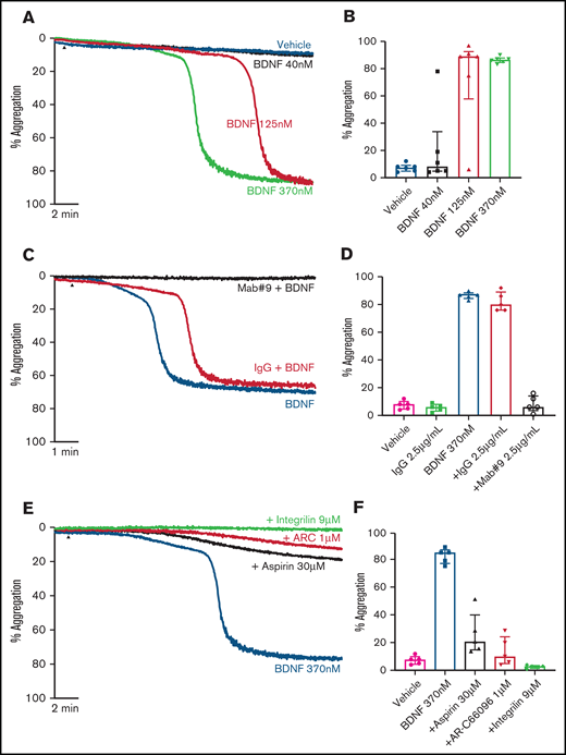 BDNF induces complete, biphasic platelet aggregation in washed platelets. Representative trace (A) and quantification (B) of platelet aggregation in response to 40, 125, and 370 nM BDNF. Repeated-measures ANOVA, P = .0004; vehicle vs 125 nM BDNF, P = .01; vehicle vs BDNF 370 nM, P < .0001. Example trace (C) and quantification (D) of neutralization of BDNF-induced aggregation by the mab#9 antibody (2.5 µg/mL). IgG2B was used as an isotype control (2.5 µg/mL). Results are representative of ≥5 independent experiments. Repeated-measures ANOVA, P < .0001; BDNF 370 nM vs BDNF 370 nM in the presence of mab#9, P < .0001. Example trace (E) and quantification (F) of BDNF-induced platelet aggregation in the presence of inhibitors of secondary mediators (30 µM aspirin, 1 µM AR-C66096 (ARC), and 9 µM eptifibatide (Integrilin)). Results are representative of 5 independent experiments. Repeated-measures ANOVA, P < .0001; compared with BDNF 370 nM: inhibition with aspirin, P = .001; inhibition with AR-C66096, P = .0002; and inhibition with eptifibatide, P < .0001. Arrowheads indicate the time point at which the agonist was added. Data are presented as median and IQR.