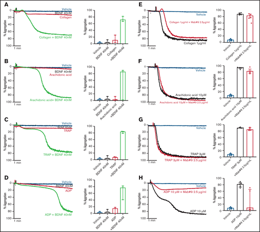 BDNF acts as a platelet primer to other classical agonists. Example trace and quantification of platelet aggregation of platelets pre-incubated with BDNF (40 nM) in response to subthreshold concentrations of collagen (A) (0.125-0.5 µg/mL; repeated-measures ANOVA test, P = .01; compared with vehicle, both BDNF and collagen, P > .05; compared with collagen alone, collagen + BDNF, P = .005), arachidonic acid (B) (0.5-2.5 µM; repeated-measures ANOVA test, P = .208), TRAP (C) (0.5 µM; repeated-measures ANOVA test, P = .0002; compared with vehicle, both BDNF and TRAP, P > .05; compared with TRAP alone, TRAP + BDNF, P = .008), and ADP (D) (0.5 µM; repeated-measures ANOVA test, P = .03; compared with vehicle, both BDNF and ADP, P > .05; compared with ADP alone, ADP + BDNF, P = .07). Example trace and quantification of platelet aggregation in the presence of the BDNF-neutralizing antibody (mab#9) in response to 1 µg/mL collagen (E) (repeated-measures ANOVA, P < .0001; compared with vehicle, collagen alone and/or in presence of mab#9, P < .0001; compared with collagen alone, collagen in the presence of mab#9, P > .05), 10 µM arachidonic acid (F) (repeated-measures ANOVA, P < .0001; compared with vehicle, arachidonic acid alone and/or in the presence of mab#9, P < .0001; compared with arachidonic acid alone, arachidonic acid in the presence of mab#9, P > .05); 3 µM TRAP (G) (repeated-measures ANOVA, P < .0001; compared with vehicle, TRAP alone and/or in the presence of mab#9, P < .0001; compared with TRAP alone, TRAP in the presence of mab#9, P > .05); and 10 µM ADP (H) (repeated-measures ANOVA, P = .01; compared with vehicle, ADP alone, P < .0001; compared with ADP in the presence of mab#9, both vehicle and ADP alone, P > .05). Arrowheads indicate the time point at which the agonist was added. Data are presented as median and IQR.