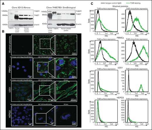 Platelets express truncated TrkB receptors. (A) Immunoblotting of TrkB from human platelet lysates (100 µg for Sino Biological clone 7H6E7B3 and 25 µg for Abnova clone 3D12) obtained from 4 different healthy volunteers. TrkB-Fc fusion protein (5 ng; expected molecular weight, 120 kDa) and human cortex whole cell lysate (5 µg; expected molecular weight of truncated TrkB and the full-length TrkB receptor, 95- and 140-kDa, respectively) were used as positive controls. β-Actin was used a loading control. Two different antibodies (clone 7H6E7B3 and clone 3D12) targeting the extracellular domain of TrkB were used. Blots are representative of ≥3 independent experiments. (B) Confocal fluorescence microscopy of platelets expressing TrkB. Washed platelets, PBMCs, U251-MG cells, and HEPG2 cells were labeled with anti-TrkB primary antibodies and Alexa Fluor 488–conjugated secondary antibodies. Nuclei of PBMCs, U251-MG cells, and HEPG2 cells were stained with 4′,6-diamidino-2-phenylindole, and IgG2B/IgG1 was used as an isotype control. Images were visualized at room temperature with Zeiss LSM510 using a 100× objective lens for platelets and PBMCs, a 63× objective lens for HEPG2 cells, and a 20× objective lens for U251-MG cells as well as 3× magnification. Scale bar represents 5 µm for PBMCs and platelets, 10 µm for HEPG2 cells, and 200 µm for U251-MG cells. Images are representative of 3 independent experiments. (C) Flow cytometry of surface and intracellular TrkB on washed human platelets; platelets expressed TrkB on both their surface (TrkB+: 27% ± 11%, n = 8) and their intracellular compartment (TrkB+: 82% ± 9%, n = 6). PBMCs were used as positive controls for TrkB labeling on both the surface (TrkB+: 45% ± 15%, n = 4) and the intracellular compartment (TrkB+: 88% ± 6%, n = 4). U251-MG cells were used as positive controls for TrkB labeling on both the surface (TrkB+: 30% ± 2%, n = 3) and the intracellular compartment (TrkB+: 94% ± 2%, n = 3). IgG1/2B was used as isotype control. HEPG2 cells were used as TrkB-low controls for TrkB labeling on both the surface (TrkB+: 6% ± 0.12%, n = 2) and the intracellular compartment (TrkB+: 17% ± 1%, n = 2). FITC, fluorescein isothiocyanate.