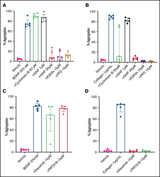 BDNF-induced aggregation activates a kinase-dependent pathway. (A) BDNF-induced platelet aggregation in the presence of TrkB kinase domain inhibitors (cyclotraxin B 50 µM and GNF5837 1 µM and 30 µM) as well as broad-spectrum kinase inhibitors (K252a 10 µM and PP2 10 µM). (B) Collagen at 1 µg/mL was used as control (n = 5). Repeated-measures ANOVA, P < .0001; compared with BDNF: no inhibition observed with cyclotraxin B 50 µM and GN5837 1 µM, P > .05; inhibition of BDNF with GNF5837 30 µM, P = .0025; inhibition with K252a 10 µM, P = .004; and inhibition with PP2 10 µM, P = .001. (C) BDNF-induced aggregation in the presence of SFK inhibitors (PRT318 10 µM and dasatinib 10 µM; n = 5). (D) Collagen at 1 µg/mL was used as control (n = 5). Repeated-measures ANOVA, P = .23; inhibition of BDNF with dasatinib 10 µM, P = .34; inhibition with PRT318 10 µM, P = .20. Data are presented as median and IQR.