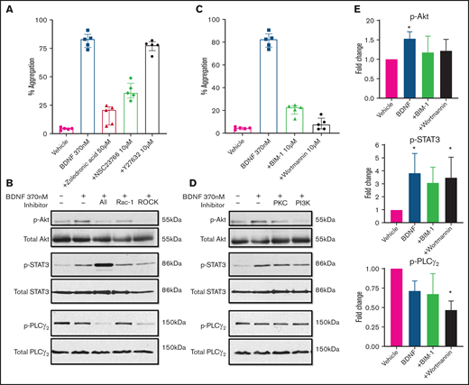 BDNF-induced aggregation recruits Rho GTPase Rac1 and activates PKC and PI3K/Akt pathway. (A) BDNF-induced aggregation in the presence of Rho GTPase inhibitors (zoledronic acid 50 µM, NSC23766 10 µM, and Y27632 10 µM; n = 5). Repeated-measures ANOVA, P < .0001; inhibition of BDNF with zoledronic acid, P = .0002; inhibition with NSC23766, P = .005; and inhibition with Y27632, P = .53. (B) BDNF-induced phosphorylation of Akt, STAT3, and PLC-γ2 in the presence of Rho GTPase inhibitors (zoledronic acid 50 µM, NSC23766 10 µM, and Y27632 10 µM). (C) BDNF-induced aggregation in the presence of PI3K and PKC inhibitors (wortmannin 100 nM and BIM-1 10 µM, n = 5). Repeated-measures ANOVA, P < .0001; inhibition of BDNF with BIM-1, P < .0001, inhibition with wortmannin, P < .0001. (D) BDNF-induced phosphorylation of Akt, STAT3, and PLC-γ2 in the presence of PI3K and PKC inhibitors (wortmannin 100 nM and BIM-1 10 µM). (E) Quantification of BDNF-induced phosphorylation of Akt, STAT3, and PLC-γ2 in the presence of PI3K and PKC inhibitors (wortmannin 100 nM and BIM-1 10 µM). One-way ANOVA; compared with vehicle: phosphorylation of Akt by BDNF is increased (P < .05), and there is no significant difference in the presence of BIM-1 and wortmannin. Phosphorylation of STAT3 by BDNF is increased (P < .05) with BDNF in the presence of wortmannin (P < .05), and there is no significant difference with BIM-1. Phosphorylation of PLC-γ2 by BDNF in the presence of wortmannin, P < .05; no significant difference with BDNF alone or in the presence of BIM-1. Density was measured with ImageJ and is expressed as a ratio of density of phosphorylated protein/density of total protein and standardized to the vehicle control. Functional data and phosphoblots are representative of ≥3 independent experiments.