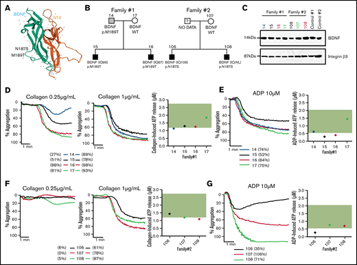 BDNF N187S and M189T variants influence platelet function. (A) Modeled structure of BDNF and NT4. BDNF is represented in green and NT4 in orange. The arrows represent the B-strands, and the coiled regions are represented by the thin lines. N187S and M189T are indicated on the 3D structure of BDNF and are located on loop III. (B) Family trees of the 2 families carrying the rare BDNF variants. (C) Immunoblotting of BDNF in platelet lysates of the 2 ASD families; 50 µg of protein was loaded in each well, and 2 healthy volunteers were used as controls. Integrin β3 was used as a loading control. For carriers of BDNF N187S variant, traces of platelet aggregation in response to 0.25 µg/mL and 1 µg/mL collagen are shown, as well as ATP release in response to 2 µg/mL collagen (D). (E) Traces of platelet aggregation as well as ATP release in response to 10 µM of ADP. For carriers of BDNF M189T variant, traces of platelet aggregation in response to 0.25 µg/mL and 1 µg/mL collagen are shown, as well as ATP release in response to 2 µg/mL collagen (F). (G) Traces of platelet aggregation as well as ATP release in response to 10 µM of ADP. The green band corresponds to the local normal reference range for ATP secretion (n = 40). Participants are color-coded; their maximal platelet aggregation (%) in platelet-rich plasma is indicated in the legend.