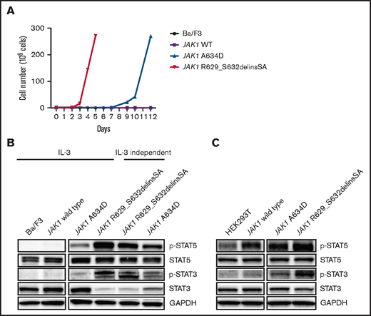 JAK1 pseudokinase mutations demonstrate transforming capability and result in hyperactivation of the JAK/STAT pathway. (A) Growth curves of Ba/F3 cells expressing JAK1 A634D and JAK1 R629_S632delinsSA cultured in the absence of IL-3 (graph is representative of 3 independent experiments). (B) Immunoblot analysis of Ba/F3 parental cells, Ba/F3 cells expressing JAK1 wild-type, JAK1 A634D, and JAK1 R629_S632delinsSA cultured in the presence of IL-3 and IL-3–independent Ba/F3 cells expressing JAK1 A634D, and JAK1 R629_S632delinsSA. (C) Immunoblot analysis of HEK293 cells expressing JAK1 wild type, JAK1 A634D, and JAK1 R629_S632delinsSA. p-, phosphorylated; WT, wild-type.