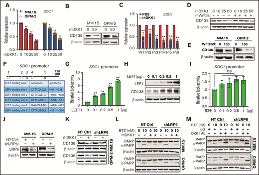 DKK1 maintains MM cell immatureness by downregulating CD138. (A) Quantitative PCR (qPCR) shows expressions of SDC1 (CD138) of MM.1S and OPM-2 cells treated with increasing dosage of rhDKK1 for 48 hours. (B) Representative protein level of CD138 in MM.1S and OPM-2 cells treated with rhDKK1 for 48 hours. (C) qPCR shows expressions of SDC1 of CD138+ plasma cells from 6 myeloma patients treated with rhDKK1 for 12 hours. (D) Representative protein levels of CD138 in MM cells treated with different dosage of rhDKK1 in presence of Wnt3a (200 ng/mL) or (E) WntC59 (100 nM) for 48 hours. (F) Schematic illustration of LEF1 binding sites, sequences, and positions on the SDC1 promoter. (G) Luciferase assay of a 1100-bp hSDC1-promoter in HEK293T cells transfected with increasing amount of TCF1 plasmid. (H) Western blotting shows CD138 protein level in MM.1S cells infected with increasing lentiviral carrying overexpression of LEF1 for 72 hr. (I) The luciferase assay of a 1100 bp hSDC1-promoter in HEK293T cells transfected with increasing amount of pCSV-TCF1 plasmid. (J) Representative western blotting showing the knockdown effects of short hairpin RNA (shRNA) targeting coding sequencing of LRP6 gene (shLRP6) compared with the NT-Ctrl in MM.1S and OPM-2 cells infected for 72 hours. (K) Representative of CD138 protein level in MM cells stably expressing shRNA targeting LRP6 or non-target control (NT Ctrl), and subsequently treated with rhDKK1 (100 ng/mL) for 48 hours. (L) Western blotting showing the cleavage of PARP to detect effect of rhDKK1, or (M) DKK1 neutralizing antibodies (1 μg/mL) on BTZ-induced apoptosis in MM cell with shLRP6 knockdown.