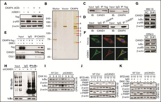 DKK1-CKAP4 axis activates NF-κB pathway thorough recruiting CAND1. (A) Levels of p-p65 and IκB-α in MM.1S cells bearing an ICD domain depletion CKAP4 (ΔICD) and treated with rhDKK1(100 ng/mL) for 12 hours. (B) Silver staining of lysate from HEK-293T cells transfected with vector or CKAP4-flag for 48 hours. (C) Coimmunoprecipitation (co-IP) assay shows interactions between exogenous CAND1-flag with CKAP4 or exogenous CKAP4-flag with CAND1 in HEK-293T cells. Input, 2% lysate. IP, M2-flag antibody. (D) Co-IP assay shows bilateral interactions between endogenous CAND1 and CKAP4 in MM.1S cells. (E) Alteration of interaction between CAND1 and CUL1 in HEK-293T cells transfected with vector control or CKAP4-flag for 48 hr and then treated with rhDKK1(100 ng/mL) for 12 hours. Input, 2% whole cell lysate. IP, anti-CUL1 antibody. (F) Immunofluorescence assay showing colocalization of CKAP4 with CAND1 in A549 cells treated with rhDKK1 (100 ng/mL) for 12 hours. Scale bar, 10 μm. (G) Levels of p-p65 and IκB-α in MM.1S and OPM-2 cells stably expressing NT Ctrl or CAND1-shRNA. (H) Ubiquitination status of IκB-α in HEK293T cells transfected with shCAND1 or NT Ctrl for 48 hours. (I) Degradation rate of IκB-α protein in MM.1S and OPM-2 cells with CAND1 knockdown and then treated with 20 μM cycloheximide for up to 12 hours. (J) Western blotting shows the cleavage of PARP as a marker of apoptosis in MM cells stably expressing NT Ctrl or CAND1-shRNA (CAND1 KD) treated with BTZ and rhDKK1, or (K) anti-DKK1 for 24 hours.