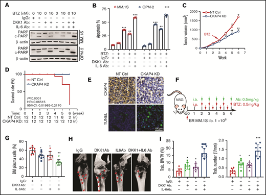 Targeting IL-6 and DKK1 overcomes BTZ-drug resistance in vivo. (A) Cleavage of PARP as the apoptotic marker in MM cells treated with or without anti-DKK1, anti-IL-6, combined with BTZ for 24 hours (n = 3). (B) Quantification of apoptotic MM cells treated with BTZ (0-10 nM) with or without anti-DKK1 or anti-IL-6 for 24 hours (n = 3). (C) Tumor growth of BTZ-resistant (BR) MM.1S cells stably expressing CKAP4-shRNA (CKAP4 KD) or NT Ctrl (3 × 106 cells/mouse, n = 12) in NSG mice receiving BTZ (0.5 mg/kg) at week 3 after inoculation for another 4 weeks. (D) Survival rate of mice at the time point of tumor diameter over 15 mm (n = 12). (E) Immunohistochemistry staining in tissues from xenograft of different mice groups to detect CKAP4 level and apoptosis using a terminal deoxynucleotidyltransferase-mediated dUTP nick end labeling kit. Scale bar, 100 μm. (F) Experiment design and treatment schedule in a mice intra-bone (i.b.) model harboring BR-MM.1S cells (n = 12). (G) Quantification of the percentage of CD138+ plasma cells in bone marrow biopsies using flow cytometry. (H) Representative micro-computed tomography images of mouse femurs bearing BR MM.1S cells and treated with IgG, anti-DKK1, and anti-IL-6 neutralizing antibodies (0.5 mg/kg) in presence of BTZ (0.5 mg/kg) (n = 8). (I) Measurement of the percentage of bone volume to total volume (BV/TV) and trabecular number in the metaphyseal regions of the mice femurs in the IgG, anti-DKK1, anti-IL-6 and anti-DKK1+ anti-IL-6 neutralizing antibodies groups were analyzed (n = 8).