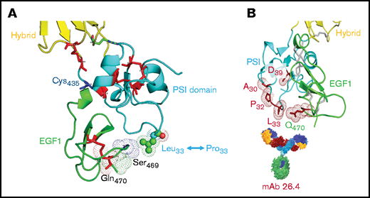 Schematic of the three-dimensional structure of humanized murine GPIIIa. (A) The hybrid, PSI, and EGF1 domains of human GPIIIa. (B) Humanized murine GPIIIa. The positions of the murine amino acids that have been humanized (T30→A, S32→P, Q33→L, N39→D and M470→Q) are indicated in panel B, as are the amino acids required for the binding of the HPA-1a–specific human mAb 26.4. Ser469 is conserved in mouse and human GPIIIa.