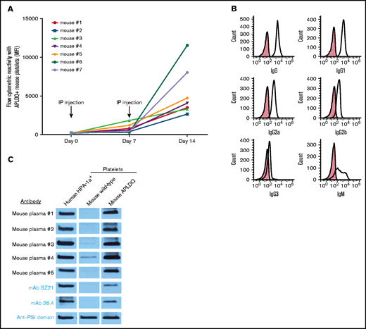 The APLDQ murine form of GPIIIa is immunogenic. (A) Seven WT female BALB/c mice were injected intraperitoneally (IP) with a Sigma adjuvant mixed with 1 × 108 washed platelets derived from APLDQ C57BL/6 mice on days 0 and 7. Note that all 7 recipients developed an IgG immune response specific for APLDQ platelets, although the titers varied approximately fourfold. There was little reactivity against WT C57BL/6 or BALB/c platelets (supplemental Figure 2). (B) IgM as well as all IgG subclasses were represented. (C) Five mouse plasmas were examined for alloantigen specificity and were demonstrated to bind GPIIIa derived from human HPA-1a+ platelets and GPIIIa from APLDQ platelets, but not WT murine platelets. Two different anti-HPA-1mAbs (SZ21 and 26.4) were used as controls, along with a broadly reactive mAb (kindly supplied by Heyu Ni, PhD, University of Toronto) that binds both the human and murine PSI domain irrespective of HPA allotype. MFI, mean fluorescent intensity.