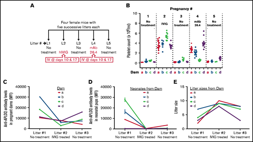 Administering human IVIG or the HPA-1a–specific mAb 26.4 into pregnant females elevates the platelet count of pups born to APLDQ alloimmunized mothers. (A) Four WT BALB/c female mice that had been pre-immunized with APLDQ murine platelets were bred 5 successive times with APLDQ males. (B) In the first pregnancy, the female mice received no treatment, and as a result, all the pups born were severely thrombocytopenic (first column). On days 10.5 and 17.5 of the second pregnancy, all 4 females received 25 mg of human pharmaceutical-grade IVIG (∼1 g/kg) administrated via tail vein injection. As a result, the platelet counts of the resulting pups were normal to near normal. No additional drug was administered during the third pregnancy, resulting in thrombocytopenic pups and demonstrating that the beneficial effects of IVIG treatment do not persist for more than ∼2 months. For the fourth pregnancy, the effector-silent variant of the HPA-1a–specific mAb 26.4 was administered at 30 mg per female on days 10.5 and 17.5 of gestation, resulting in rescue of platelet counts in the pups of 3 of the 4 females. Similar to IVIG treatment, the beneficial effects of treatment with mAb 26.4 did not persist in subsequent pregnancy #5, even though it was <8 weeks after delivery of litter #4. (C-E) IVIG treatment suppressed the maternal immune response (C), decreased the corresponding anti-APLDQ antibody levels in pups (D), and increased litter sizes (E). Although mAb 26.4 improved neonatal platelet counts (B), it had no effect on maternal or neonatal anti-APLDQ antibody levels (not shown), as might be expected of a treatment whose mechanism of action differs from that of IVIG, which acts as a generalized immunosuppressive agent.