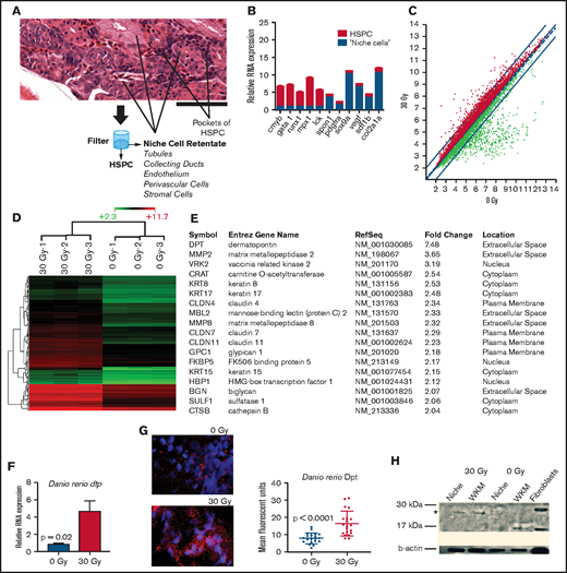 Gene expression analysis in zebrafish marrow niche cells reveals dpt as a modulator of hematopoietic cell homing. (A) Strategy for enriching marrow niche cells. The zebrafish marrow compartment contains hematopoietic cells, endothelial cells, renal tubules, and other supportive niche cells shown by hematoxylin and eosin staining. Tituration and filtration through a 40-μm filter allows for smaller HSPCs to be separated from larger niche cells. See supplemental Figure 1 for full image. Scale bar, 50 μm. (B) qRT-PCR of hematopoietic (red) and niche-related (blue) factors in marrow cells that were separated using a filter into 2 cell fractions. n = 3 to 6 animals per group (technical triplicates) in 2 independent experiments. P < .01 for each gene (niche vs hematopoietic). (C) Scatter plot of Affymetrix RNA array expression data from niche cells isolated 24 hours after zebrafish received 0-Gy or 30-Gy radiation. Axes give expression in log2. The thin red lines demark a twofold change in gene expression; radiation-induced increased gene expression is indicated by red dots and decreased expression is indicated by green dots (n = 3 per condition). (D) Unsupervised cluster analysis of 144 niche-related genes induced after radiation. Red indicates genes that were expressed more highly (more than twofold) after 30 Gy. Green indicates genes with a lower expression level in irradiated animals (more than twofold). Scale bar indicates absolute log2 expression scale (2.3-11.7). (E) Ingenuity Pathway Analysis showing the highest ranked network (score of 41) and its composition of 18 proteins. (F) qRT-PCR of Dpt expression in the marrow after 30-Gy radiation (n = 6 per group). (G) Immunofluorescence of Dpt in zebrafish 24 hours after radiation. Quantitation was performed using ImageJ; 24 images were quantified across 3 biologic replicates per condition. (H) Western blot of zebrafish WKM for Dpt (*) 24 hours after radiation. A human fibroblast line served as a positive control.