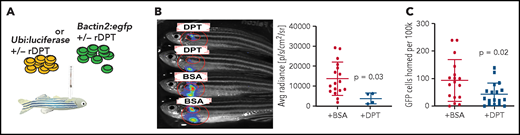 DPT reduces HSPC homing in the zebrafish. (A) Schema of zebrafish homing assays. Zebrafish received 25-Gy radiation and 2 days later underwent HCT via intracardiac injection of 250 000 ubi:luciferase or bactin2:EGFP donor WKM cells. (B) Representative BLI 48 hours after transplantation of ubi:luciferase marrow cells pretreated with rDPT (or bovine serum albumin) (left panel). BLI was determined using an IVIS Spectrum in vivo imaging system. The recipient WKM region of interest is circled in red. Bar graph indicating BLI signal quantification is shown (right panel). (C) Flow cytometry quantification of homed of bactin2:EGFP donor marrow cells 16 hours after HCT. n = 20 or 21 animals per group in 3 independent experiments. All data are means with standard deviations. The P values were derived using the Student t test. BSA, bovine serum albumen; +/−, with or without.