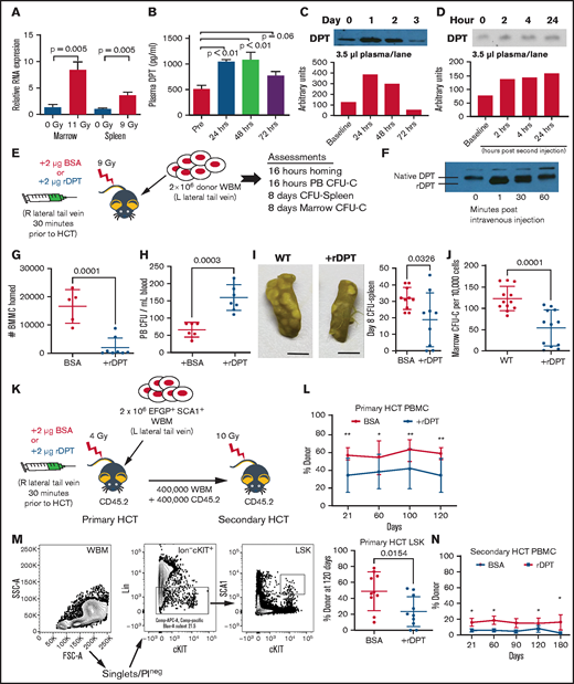 Murine DPT is induced by conditioning, and supranormal levels of DPT affect the homing and engraftment. (A) qRT-PCR of Dpt expression in marrow (11-Gy radiation; n = 6 animals per group) and spleen (9-Gy radiation; n = 5 animals per group). (B) ELISA of plasma DPT expression in mice after 9-Gy radiation (n = 4-6 animals per time point). (C) Western blot of murine plasma DPT after 11-Gy radiation, with band semiquantification shown below. (D) Western blot of murine plasma DPT after treatment with LPS to induce inflammation, with band semiquantification shown below. (E) Schema for (F-I). CD45.2 animals were injected IV via the lateral tail vein with 2 μg of murine rDPT 24 hours after receiving 9-Gy radiation. Following rDPT delivery, 2 million EGFP+ WBMs were injected in the contralateral tail vein. (F) Western blot of plasma DPT (native) and rDPT following IV injection of rDPT. The rDPT is slightly smaller than native DPT, as shown by a shift in molecular weight. (G) Number of donor cells homed to the marrow, as determined by flow cytometry 16 hours after transplant (n = 5-8 animals per group). Gating strategy is shown in supplemental Figure 3. (H) Peripheral blood (PB) CFU-C assessed 16 hours after transplant (n = 6 animals per group). (I) CFU-spleen assessed 8 days after transplant. Photographs show examples of harvested spleens after fixation with Bouin’s solution (left and middle panels). Scale bars, 5 mm. Each dot represents an individual animal (right panel). (J) The number of donor hematopoietic CFU-C in the marrow was assessed 8 days after transplant. (K) Schema for primary and secondary HCT. CD45.2 mice were injected IV via the lateral tail vein with 2 μg of murine rDPT 24 hours after sublethal (4-Gy) radiation. Within 30 minutes following rDPT delivery, 2 million CD45.1 donor WBM cells were injected in the contralateral tail vein. (L) Peripheral CD45.1 donor engraftment after the primary transplant (n = 10-12 animals per group). (M) Flow cytometry gating strategy for evaluation of donor LSK engraftment at 4 months after primary HCT. (N) Peripheral donor engraftment after secondary transplant (n = 9-10 animals per group). All data are shown as means and standard deviation, unless otherwise noted. *P < .05, **P < .01, Student t test. BMMC, bone marrow mononuclear cell; BSA, bovine serum albumin; FSC, forward scatter; L, left; PBMC, peripheral blood mononuclear cell; PI, propidium iodide; Pre, pretreatment; R, right; SSC, side scatter.