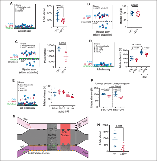 DPT alters the hematopoietic-endothelial cell interaction. (A) Adhesion to HUVECS. Cells were grown to confluency in a 96-well plate. Murine WBM cells were incubated with 2 µg/mL rDPT prior to transfer to endothelial-coated wells. Adhesion occurred over 2 hours, followed by washing and quantification of adhered cells by flow cytometry and counting beads. (B) Cell migration assay; 100 000 murine WBM cells were incubated in the presence of rDPT for 4 hours. The bottom chamber contained SDF1 (0, 1, 10, 50, or 100 ng/mL). The numbers of cells that migrated to the bottom chamber were enumerated by flow cytometry, normalized, and compiled. See supplemental Figure 5 for detailed data about each group. (C) Cell migration assay across endothelial cells; 500 000 SCA1+ cells were incubated with HUVEC-coated Transwells in the presence of rDPT for 4 hours. The numbers of cells that migrated to the bottom chamber were enumerated by flow cytometry. (D) Adhesion to HDMECs. HDMECs were grown to confluency in a 96-well plate and activated with 2 ng/mL TNF-α overnight. Murine WBM cells were labeled with CellTracker Green and incubated with rDPT prior to transfer to endothelial coated wells. Adhesion occurred over 1 hour followed by washing and quantification of adhered cells by fluorometry. (E) Release assay. HDMECs were grown to confluency in a 96-well plate and activated 2 ng/mL TNF-α overnight. Murine WBM cells were labeled with CellTracker Green and incubated with rDPT prior to transfer to HDMEC -containing wells. Adhesion occurred overnight, followed by gentle washing. Increasing amounts of rDPT were added in media for 1 hour at 37°C, followed by gentle washing. Quantification of adhered cells was done by fluorometry. (F) Release assay of lineage separated cells. Experiment was performed as in (E), with the exception that WBM cells underwent separation into lin+ and lin− fractions, prior to use, using magnetic bead isolation. rDPT was used at 5 µg/mL. Raw data for (D-F) are shown in supplemental Figure 6. (G) Schema for microfluidic device to assess HSPC-endothelial adherence under flow; 500 000 lin− cells per milliliter from a ubiquitously expressing EGFP+ mouse were flowed through an endothelialized lumen previously activated with TNF-α. Cell adherence was captured in real-time using fluorescent image capture. (H) Enumeration of cells that adhered to the endothelial wall during flow with and without the addition of 1 µg/mL rDPT (data are pooled from 2 independent experiments). Representative experiments (n = 3-6 wells per condition) of 2 or 3 biologic replicates are shown. All data are means and standard deviations, unless otherwise noted. *P < .05, Student t test. CTL, cytotoxic T lymphocyte; +/−, with or without.