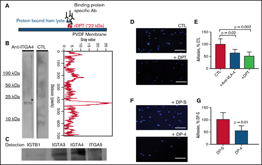 DPT binds to ITGA4 and reduces hematopoietic cell adhesion to VCAM1. (A) Schema of the far western blot strategy. Recombinant dermatopontin (rDPT) was separated by electrophoresis and transferred to PVDF membrane, followed by incubation with endothelial cell whole cell lysate. A binding partner specific antibody (Ab) was used for detection of potential binding partner. (B) Far western blotting shows ITGA4 binding to immobilized rDPT (left panel). The control (CTL) lane incubated without any primary antibody. Quantification of the anti-ITGA4 lane pixel values after scanning densitometry, using ImageJ and the plot profiler function (right panel). (C) Far western blotting using several integrin family antibodies to determine their potential interaction with rDPT. (D) 4′,6-diamidino-2-phenylindole (DAPI)-stained lin− bone marrow cells binding to VCAM1-coated wells, with or without 1 µg/mL DPT. (E) Quantification of lin− cells bound to VCAM1-coated wells was performed using ImageJ. Included are experiments in which anti–VLA-4 was used to inhibit cell adhesion as a control. (F) DAPI-stained lin− bone marrow cell binding to VCAM1-coated wells in the presence of 4 µg/mL DP-4 or DP-S (scrambled) peptide. (G) Quantification of images shown in (F). The bar graphs show the results of 3 independent experiments. Scale bars indicate 100 μm. All data are shown as means with standard deviations. The P values were derived using a Student's t-test. PVDF, polyvinylidene difluoride.