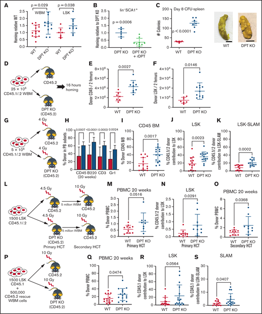 A DPT-KO mouse displays improved homing and long-term engraftment. (A) Homing of donor cells in DPT-KO mice was assessed 16 hours after transplant of 2 million CD45.1 donor WBM cells (n = 12-14 animals per group). (B) Homing in DPT-KO animals, with or without 2 µg/mL rDPT delivery 30 minutes prior to adoptive transfer. Homing after HCT was assessed as in (A). (C) Spleen CFU assay. Two million donor cells were adoptively transferred to irradiated recipients. Eight days after the transplant, spleens were harvested and fixed in Bouin’s solution (middle and right panels), and CFU were enumerated (left panel). Scale bar, 5 mm. (D) Nonradiation transplant paradigm for (R-S). Enumeration of homed donor CD45+ marrow cells (E) and LSK marrow cells (F) in 2 leg bones measured 16 hours after transplant. (G) Sublethal transplant paradigm for (E-H). (H) Peripheral blood (PB) donor engraftment measured 20 weeks after transplant (n = 9 or 10 animals per group). (I) Donor bone marrow (BM) engraftment measured 20 weeks after transplant. (J) Donor LSK cells measured 20 weeks after transplant. (K) Donor LSK-SLAM HSPCs measured 20 weeks after transplant. The flow cytometry gating strategy for (G-H) is shown in supplemental Figure 7A. (L) Sublethal transplant paradigm for panels (N-P). LSK HSPCs were isolated by fluorescence-activated cell sorting (FACS) prior to adoptive transfer into irradiated recipients. (M) Peripheral blood mononuclear cell (PBMC) donor engraftment measured 20 weeks after transplant. (N) Percentage of donor marrow LSK cells in transplanted animals. Four leg bones were harvested for assessment 20 weeks after HCT. (O) Secondary HCT was performed with the primary HCT recipients as donors. Peripheral blood donor engraftment was measured 20 weeks after the secondary transplant. (P) Lethal transplant paradigm for (J-L). LSK HSPCs were isolated by FACS prior to mixture with rescue cells and adoptive transfer into irradiated recipients. (Q) Peripheral blood donor engraftment measured 20 weeks after transplant. (R) Percentage of donor marrow LSK cells in transplanted animals. Four leg bones were harvested for assessment 20 weeks after HCT. (S) Percentage of donor LSK-SLAM HSPCs in transplanted animals. Four leg bones were harvested for assessment 20 weeks after HCT. All data are means and SD. The P values were derived using a Student's t test.