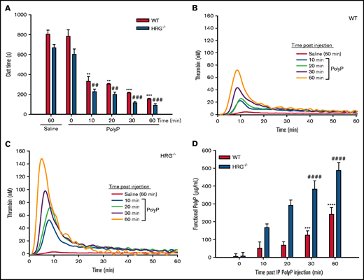 Effect of IP polyP on plasma clotting and thrombin generation in wild-type (WT) and HRG-deficient mice. (A) Clotting times were determined by recalcification of plasma obtained from WT or HRG−/− mice administered IP saline or polyP. (B and C) Thrombin generation was determined in plasma from saline- or polyP-treated WT or HRG−/− mice collected at the indicated time points. Thrombin generation was initiated with 15 mM CaCl2 in the presence of 15 µM of phosphatidylcholine-phosphatidylserine vesicles and was quantified by monitoring hydrolysis of 1 mM Z-Gly-Gly-Arg-AMC thrombin substrate. (D) Functional polyP concentrations in plasma at various time points after IP injections of polyP were quantified in a thrombin generation assay by comparing peak thrombin concentrations at the sampling times shown with a standard curve of peak thrombin concentrations generated by adding known amounts of polyP to plasma from WT or HRG−/− mice. N = 9 mice per group; bars represent mean ± standard deviation. **P < .01, ***P < .001, ****P < .0001 compared with saline-treated WT mice; ##P < .01, ###P < .001, ####P < .0001 compared with saline treated HRG−/− mice (analysis of variance, Holm-Šídákmethod).