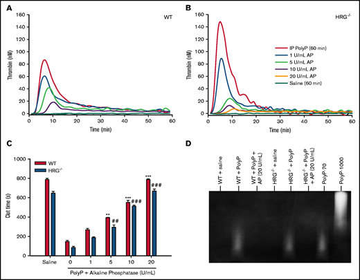 Effect of alkaline phosphatase (AP) on clotting times and thrombin generation in plasma from wild-type (WT) or HRG-deficient mice. (A and B) AP was incubated for 15 minutes at 37°C with plasma from WT or HRG−/− mice collected 60 minutes after IP polyP injection. Thrombin generation was initiated by adding 15 mM CaCl2 and was quantified by monitoring the hydrolysis of 1 mM Z-GGR-AMC thrombin substrate. N = 6 mice per group. (C) Plasma recalcification times were determined in plasma collected from WT or HRG−/− mice 60 minutes after IP polyP administration with or without preincubation with AP. Absorbance was measured at 405 nm for 1 hour, and the clot time was determined as the time to half maximal absorbance. N = 6 mice per group; bars represent mean ± standard deviation. (D) Plasma samples from mice injected with polyP before and after AP treatment were subjected to electrophoresis on a TBE-urea gel, and polyP was imaged by negative staining with 4′,6-diamidino-2-phenylindole. PolyP composed of either 70 or 1000 phosphate units (polyP-70 and polyP-1000, respectively) was used as standards. Representative images from 6 gels per treatment group are shown. **P < .01, ***P < .001 compared with plasma from WT mice without AP; ##P < .01, ###P < .001 compared with plasma from HRG−/− mice without AP (analysis of variance, Holm-Šídákmethod).