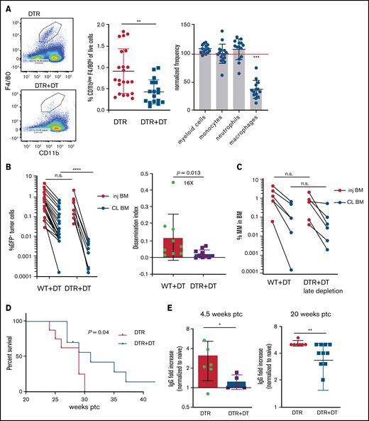 Tissue -resident MPs promote dissemination of myeloma and disease progression. (A) Sample plots and analysis of MP (CD11blowF4/80+) frequencies in the BM in CD169-DTR mice before and after treatment with DT; data were pooled from total myeloid cells (CD11b+), monocytes (CD11b+Ly6Chi), neutrophils (CD11b+Ly6Ghi), and MPs normalized to untreated controls. (B) Tumor burden analyzed in paired injected (inj; blue) and contralateral (CL; green) tibias of DT-treated CD169-DTR mice and control mice at 5 weeks after intratibial tumor inoculation and calculated dissemination index (ratio of myeloma burden in contralateral BM to that in injected BM). (C) Experiment setup as in panel B, with DT treatments starting at 2 weeks post tumor challenge (ptc). (D) Survival analysis (using Mantel-Cox test) of DT-treated or untreated CD169-DTR mice after intratibial tumor inoculation as in panel B. (E) Analysis of M-spike levels at 5 weeks and 20 weeks post tumor challenge in survival study shown in panel D. (F) Tumor burden was analyzed in DT-treated CD169-DTR (DTR+DT) mice and control (WT+DT) mice at 5 weeks after intravenous inoculation. (G) Analysis of tumor burden and dissemination index in chimeric hosts generated from lethal irradiation of recipient mice and reconstitution with donor BM cells, as labeled. Data from multiple experiments were pooled. All experiments were independently repeated 2 to 5 times, and each dot presents an individual mouse. Data comparisons were analyzed by using a Mann-Whitney t test. Error bars represent standard deviation. *P < .05; **P < .01; ***P < .001; ****P < .0001. n.s., not significant.