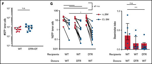 Tissue -resident MPs promote dissemination of myeloma and disease progression. (A) Sample plots and analysis of MP (CD11blowF4/80+) frequencies in the BM in CD169-DTR mice before and after treatment with DT; data were pooled from total myeloid cells (CD11b+), monocytes (CD11b+Ly6Chi), neutrophils (CD11b+Ly6Ghi), and MPs normalized to untreated controls. (B) Tumor burden analyzed in paired injected (inj; blue) and contralateral (CL; green) tibias of DT-treated CD169-DTR mice and control mice at 5 weeks after intratibial tumor inoculation and calculated dissemination index (ratio of myeloma burden in contralateral BM to that in injected BM). (C) Experiment setup as in panel B, with DT treatments starting at 2 weeks post tumor challenge (ptc). (D) Survival analysis (using Mantel-Cox test) of DT-treated or untreated CD169-DTR mice after intratibial tumor inoculation as in panel B. (E) Analysis of M-spike levels at 5 weeks and 20 weeks post tumor challenge in survival study shown in panel D. (F) Tumor burden was analyzed in DT-treated CD169-DTR (DTR+DT) mice and control (WT+DT) mice at 5 weeks after intravenous inoculation. (G) Analysis of tumor burden and dissemination index in chimeric hosts generated from lethal irradiation of recipient mice and reconstitution with donor BM cells, as labeled. Data from multiple experiments were pooled. All experiments were independently repeated 2 to 5 times, and each dot presents an individual mouse. Data comparisons were analyzed by using a Mann-Whitney t test. Error bars represent standard deviation. *P < .05; **P < .01; ***P < .001; ****P < .0001. n.s., not significant.