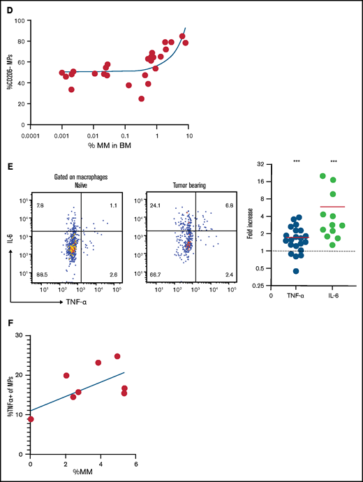 TAMs exhibit proinflammatory phenotype in BM cluster of MM cells. (A-B) Intravital live imaging of GFP+ myeloma cells (green) in the injected tibia at 2 weeks after inoculation (n = 2 mice). (A) 3D analysis of distances between myeloma cells and anti-CD169-PE–labeled MPs (red) within a small cluster. (B) Examples of myeloma nanotube structures extending to BM autofluorescent (MP) cells (red). Yellow arrows show transfer of GFP signals from MM cells to surrounded microenvironment cells. (C) Gating strategy to identify GFP+ and GFP– BM MPs and the CD206 subset and analysis of CD206– (M1-like) subset of GFP+ and GFP– BM MPs in tumor-bearing mice. (D) Kinetics of CD206– MP subset as a function of tumor burden in the BM. (E) Samples of frequency of intracellular IL-6 and TNFα production in MPs, with fold increase in tumor-bearing mice normalized to that of naïve mice, analyzed by a Wilcoxon test. (F) Plot of TNFα-producing BM MPs vs tumor burden in the BM. All experiments were independently repeated at least 2 times; data were pooled and comparisons were analyzed by using a Mann-Whitney t test. Scale bars, 20 μm. *** is P < .001. Errors bars in panel C represent standard deviation. Horizontal lines in panels A and E are mean values.
