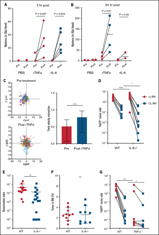 Proinflammatory cytokines TNFα and IL-6 promote dissemination of MM. (A) Analysis of circulating tumor cells in tumor-bearing mice (4-6 weeks post tumor challenge), before (pre) and 2 hours (hr) after (post) treatment for 2 days with recombinant cytokines rTNFα or rIL-6. (B) Analysis of circulating tumor cells in tumor-bearing mice (4-6 weeks post tumor challenge) at 24 hours after treatment for 2 days with rTNFα or rIL-6. (C) Cell tracks of myeloma cells (n = 99) after time-lapse imaging in the BM focus before and 0 to 2 hours after treatment with rTNFα (1 µg) and analysis of their track speeds. (D-E) Analysis of tumor burdens in tibias and dissemination index in IL-6 and WT hosts after intratibial tumor inoculation. (F) Analysis of tumor burden in bones after intravenous (i.v.) tumor inoculation. (G-H) Comparison of tumor burdens (as in panel D) in TNFα−/−, TNFR−/−, and WT control mice. (I-J) Analysis of tumor burden and dissemination index in chimeric hosts, generated from lethal irradiation of recipient mice and reconstitution with donor BM cells as labeled. All experiments were independently repeated at least 2 times. Data points represent individual mice, and data from multiple experiments were pooled; comparisons were analyzed by using a Mann-Whitney t test. *P < .05; **P < .01; ***P < .001; ****P < .0001. Thick horizontal lines are means throughout; error bars are standard deviation in panels C and F and SEM in panel E.