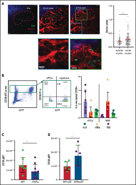 Increased vascular leakage and reduced surface CD138 contribute to inflammation-enhanced dissemination. (A) Snapshots from intravital time-lapse images taken before, 2 minutes after, and 2 hours after intravenous administration of Texas Red dextran in the myeloma focus (yellow dashed outline) in the tibia. Insets show dextran leakage in regions within the focus (green) and outside the focus (cyan). (B) Flow cytometric analysis of anti-CD138-PE in vivo labeling of polyclonal normal PCs (nPCs) and myeloma cells (MM) in the tibia BM, with ex vivo co-staining with anti-CD138-APC. (C) Flow cytometric analysis of surface expression of CD138 on myeloma cells with and without in vitro treatment with rTNFα. (D) Comparison of surface expression of CD138 on myeloma cells in the BM of DT-treated or untreated CD169-DTR recipients. Scale bars represent 22 μm. All error bars are standard deviation, with horizontal bars reflecting the mean. *P < .05. APC, allophycocyanin; gMFI, geometric mean fluorescence intensity.