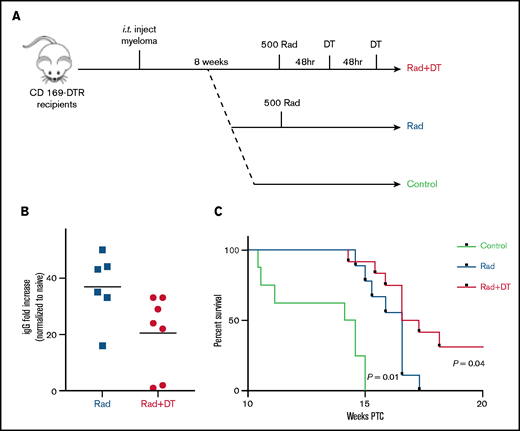 Tissue-resident MPs contribute to MM relapse after irradiation therapy. (A) Experimental design and groups . (B) Analysis of systemic tumor burden based on serum M-spike 8 weeks after irradiation normalized to serum from naïve mice. Bars represent mean. (C) Survival curve calculated by using the log-rank test (n = 8-9 mice per group).