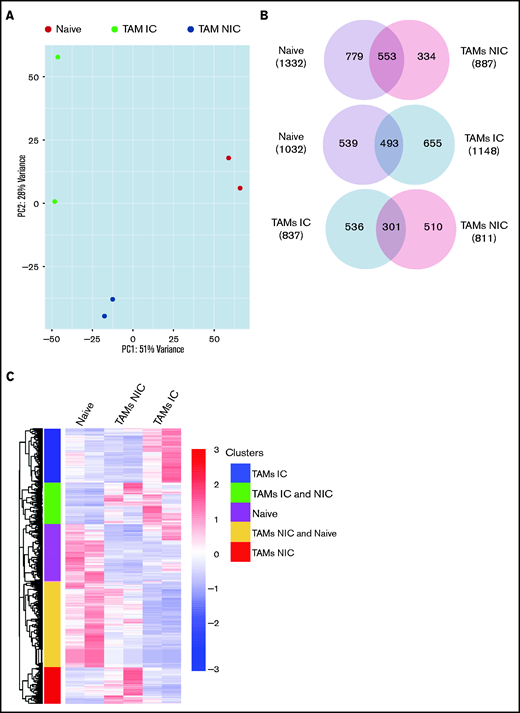 TAMs have unique gene expression signatures. (A) Principal component analysis plot comparing transcriptomes of naïve MPs, TAM-ICs, and TAM-NICs. (B) Venn diagrams comparing DEGs between 3 MP subsets. (C) Unsupervised clustering of all DEGs from 3 pair-wise comparisons: TAM IC vs TAM NIC, TAM IC vs MP, and TAM NIC vs MP. (D) GO analysis (biological process terms) for gene clusters upregulated commonly or uniquely in the 2 TAM subsets vs MPs.