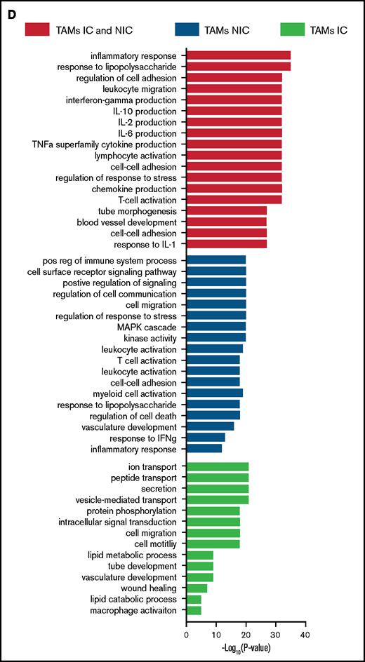 TAMs have unique gene expression signatures. (A) Principal component analysis plot comparing transcriptomes of naïve MPs, TAM-ICs, and TAM-NICs. (B) Venn diagrams comparing DEGs between 3 MP subsets. (C) Unsupervised clustering of all DEGs from 3 pair-wise comparisons: TAM IC vs TAM NIC, TAM IC vs MP, and TAM NIC vs MP. (D) GO analysis (biological process terms) for gene clusters upregulated commonly or uniquely in the 2 TAM subsets vs MPs.