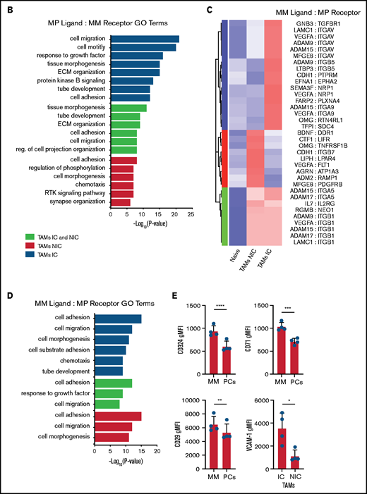 TAMs and MM have unique cell-cell interactions . (A) Upregulated MP ligand-MM receptor pairs clustered by interaction scores. (B) GO-term analysis of the 3 clusters of ligand-receptor pairs in panel A. (C) Upregulated MM ligand-MP receptor pairs clustered by interaction scores. (D) GO-term analysis of the 3 clusters of ligand-receptor pairs in panel C. (E) Flow cytometric analysis of surface expression of CD324, CD71, and CD29 on MM cells (CD138hiGFPhi) vs PCs (CD138hiB220–GFP–), and VCAM-1 expression on TAM-IC vs TAM-NIC cells using Mann-Whitney t tests (n = 3 mice) with similar results from a second experiment (not shown). *P < .05; **P < .01; ***P < .001; ****P < .0001. Error bars represent standard deviation.
