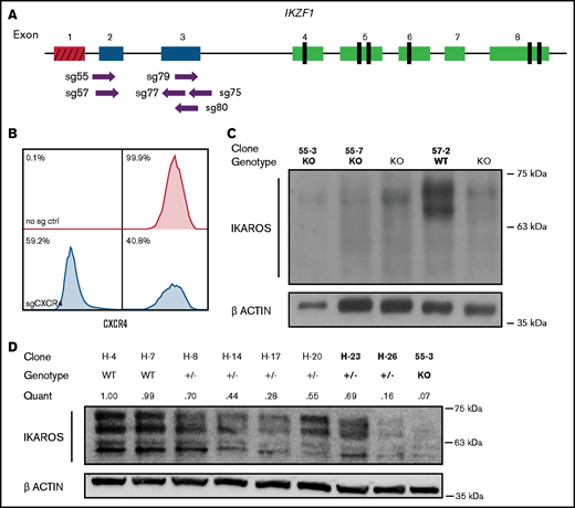 Cas9-sgRNA RNP targeting of IKZF1 efficiently eliminates protein expression in Nalm-6 cells. (A) sgRNAs targeting the early coding exons of IKZF1 (targeted exons 2 and 3, shown in blue; red indicates noncoding exon 1). Vertical black rectangles denote zinc fingers. (B) Flow cytometry histograms showing CXCR4 cell surface protein using sgRNA against CXCR4 as a control marker for CRISPR efficiency in Nalm-6. (C) IKAROS immunoblotting of single cell–derived Nalm-6 clones with Sanger sequencing–verified IKZF1 frameshift mutations. (D) Reduced-concentration RNP delivery yields a higher frequency of heterozygous clones with varying protein levels. Relative quantification was normalized to ACTIN. Bold font of clones on panels C and D indicates those used in further experiments.