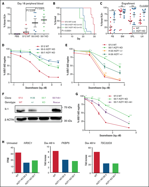 IKZF1 deletion reduces survival in NSG mice and leads to profound dexamethasone resistance that is rescuable by IK1 overexpression. NSG mice xenografts transplanted with Nalm-6 clonal cell lines. (A) Flow cytometry for human HLA-ABC marker in peripheral blood samples taken on day 18. Horizontal bar shows mean, and error bars are standard error of the mean (SEM). Statistical significance was calculated by using the Student t test. (B) Kaplan-Meier survival curve; n = total number of mice in each group. Statistical significance was calculated by using the log-rank test. (C) Tissue engraftment of Nalm-6 cells in moribund mice at time of euthanasia. Horizontal bar shows mean, and error bars are SEM. Statistical significance was calculated by using the Student t test. (D, E, and G) Seventy-two-hour dexamethasone treatment of Nalm-6 clonal cell lines showing percent annexin V/7-AAD double-negative population as measured by flow cytometry. Samples were performed in triplicate; error bars show SEM. Asterisks denote statistical significance at the specified dose of KO compared with WT control (*P < .05; **P < .01; ***P < .001). (F) IKAROS immunoblotting of single cell–derived Nalm-6 clones and IK1 lentivirus overexpression (55-7 + IK1 rescue shown in purple). (G) Partial restoration of dexamethasone sensitivity in IKZF1 KO after IK1 rescue. (H) RNAseq gene expression levels plotted as fragments per kilobase of transcript per million mapped reads (FPKM) in untreated samples (NR3C1) or fold increase of FPKM after 48-hour, 50-nM dexamethasone treatment (FKBP5 and TSC22D3) (supplemental Figure 6C). BM, bone marrow; LIV, liver; ns, not significant; PB, peripheral blood; PBS, phosphate-buffered saline; SPL, spleen.