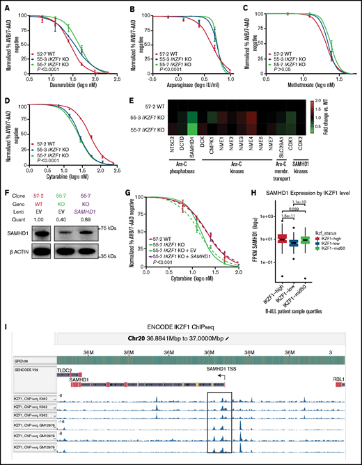 Deletion of IKZF1 leads to broadly increased chemoresistance. (A-D) and (G) Drug treatment of Nalm-6 clonal cell lines showing percent annexin V/7-AAD double-negative population as measured by flow cytometry. Samples were performed in triplicate; error bars show standard error of the mean, and statistical significance was calculated by using one-way analysis of variance. All assays were for 72 hours. Daunorubicin (A), asparaginase (B), methotrexate (no statistically significant difference) (C), and cytarabine (D). (E) Heatmap showing fold change of fragments per kilobase of transcript per million mapped reads (FPKM) of genes involved in cytarabine (Ara-C) enzymatic processing and membrane transport. Each data point shows the mean of 2 technical replicates. Fold changes are compared with WT sample mean. (F) western blot of SAMHD1 protein expression with lentivirally infected empty vector (EV) or ectopic SAMHD1 expressing constructs. Blot shown is a representative example from 3 experiments. (G) Cytarabine treatment with lentivirally transduced Nalm-6 cells. (H) SAMHD1 expression correlates with IKZF1 expression in B-ALL patient samples (PeCan database; n = 567 diagnostic RNAseq samples). (I) SAMHD1 locus from IKAROS chromatin immunoprecipitation sequencing (ChIPseq) from the ENCODE database, showing K562 and GM12878 (Epstein-Barr virus–transformed lymphoblastoid) cell lines.