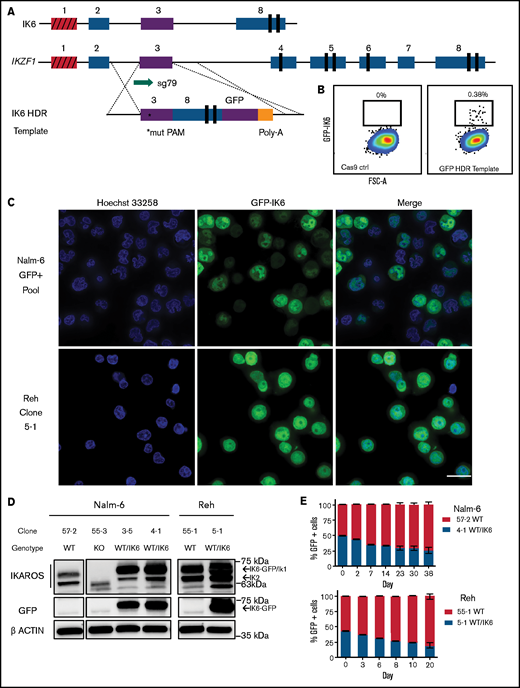 Creation and characterization of IK6-expressing B-ALL via knock-in of IK6 into the endogenous IKZF1 locus. (A) HDR strategy for GFP-fused IK6 knock-in using 3.2 kb double-stranded DNA HDR template. Targeted exon 3 shown in purple; red indicates noncoding exon 1. *Mutated protospacer-adjacent motif (PAM) to prevent cleavage of template; vertical black rectangles denote zinc fingers. (B) Flow cytometry plots showing GFP+ sort gate used to purify cells that had IK6-GFP knock-in. (C) IK6-GFP fusion protein in nucleus and mislocalization to cytoplasm as shown by live cell confocal microscopy. Upper row, Nalm-6 GFP-positive pool showing heterogeneous expression 1 month after sorting; lower row, Reh single cell–derived clone. All images were taken on the GE Healthcare DeltaVision LIVE High Resolution Deconvolution Microscope using an Olympus 40X U Apo/1.35 NA oil objective with iris and analyzed with SoftWoRx. Scale bars are 20 µm. (D) Immunoblotting for IKAROS and GFP-IK6 fusion protein in Nalm-6 and Reh single cell–derived clones. (E) In vitro competition of Nalm-6 (upper graph) and Reh (lower graph). GFP was measured by flow cytometry at indicated time points. All samples were performed in triplicate, and error bars show standard error of the mean. Additional details are provided in supplemental Figure 5C-D.