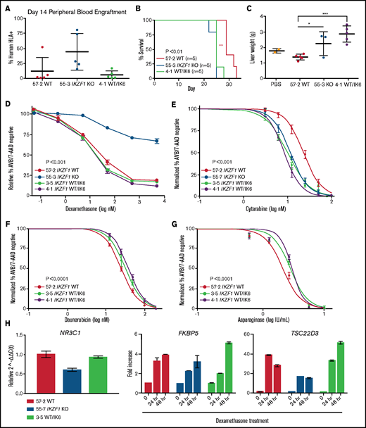 IK6 knock-in leads to shortened survival time in NSG mice with increased extramedullary organ engraftment. NSG mice xenografts transplanted with Nalm-6 clonal cell lines. (A) Flow cytometry for human HLA-ABC marker in peripheral blood samples taken on day 14. (B) Kaplan-Meier survival curve; n = total number of mice in each group. Statistical significance was calculated by using one-way analysis of variance. (C) Mouse liver weights at time of euthanasia. Statistical significance was calculated by using the Student t test. Drug treatment of Nalm-6 clonal cell lines showing percent annexin V/7-AAD double-negative population as measured by flow cytometry after 72 hours of treatment with dexamethasone (D), cytarabine (E), daunorubicin (F), and asparaginase (G). (H) TaqMan qRT-PCR analysis of relative expression of NR3C1 at baseline and fold change in expression of FKBP5 and TSC22D3 after dexamethasone treatment in Nalm-6 clonal cell lines of indicated genotype. For all experiments, samples were performed in technical triplicate. Error bars show standard error of the mean. *P < .05; **P < .01; ***P < .001. PBS, phosphate-buffered saline.