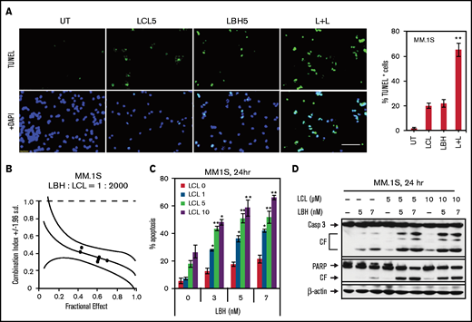 LCL161/LBH589 (panobinostat) synergistically induces apoptosis in MM.1S cells. (A) MM.1S cells were exposed (24 hours) to 5 µM LCL with or without 5 nM LBH, followed by terminal deoxynucleotidyltransferase-mediated dUTP nick end labeling (TUNEL) staining (left panel) using fluorescence microscopy (bar = 40 µm). The percentages of TUNEL (+) cells are presented in the right panel. (B) MM.1S cells were exposed (24 hours) to varying concentrations of LBH ± LCL at a fixed ratio (1: 2000), after which the percentage of 7-AAD+ cells was determined. Combination index values <1.0 denote a synergistic interaction. (C) MM.1S cells were exposed to the indicated concentrations of LBH ± LCL for 24 hours, followed by flow cytometric analysis of cell death after staining with 7-AAD. (D) MM.1S cells were incubated with LBH ± LCL for 24 hours. Caspase-3 and PARP were monitored by immunoblotting analysis. β-actin was assayed to ensure equivalent loading and transfer. *P < .05, **P < .01. All experiments were repeated three times. CF, cleavage fragment; DAPI, 4′,6-diamidino-2-phenylindole.