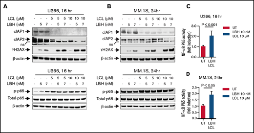 The combination of LCL161 and LBH589 activates the canonical NF-κB pathway and induces DNA damage in MM cells. (A and B) U266 cells or MM.1S cells were exposed to the indicated concentrations of LBH ± LCL for 16 hours (U266) or 24 hours (MM.1S). Immunoblotting analysis was then performed to monitor levels of cIAP1, cIAP2, γH2A.X, p-p65, and p65. β-actin was assayed to ensure equivalent loading and transfer. All experiments were repeated three times. (C and D) DNA binding of NF-kB (p65 subunit) was determined by using a TransAM assay for NF-κB activity.