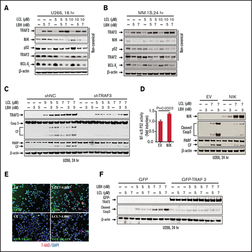 The LCL/LBH regimen diminishes activation of the noncanonical NF-κB pathway in MM cells. (A and B) U266 or MM.1S cells were exposed to the indicated concentrations of LCL ± LBH for 16 hours (U266) or 24 hours (MM.1S). Immunoblotting analysis was then performed to monitor levels of TRAF3, NIK, p52, TRAF2, and BCL-XL. (C) U266/shNC and U266/shTRAF3 cells were exposed to the indicated concentrations of LCL ± LBH for 24 hours. Immunoblotting analysis was then performed to monitor levels of TRAF3, caspase-3, and PARP. (D) U266/EV and U266/NIK cells were exposed to the indicated concentrations of LCL (3 µM) ± LBH (7 nM) for 24 hours. Immunoblotting analysis was then performed to monitor levels of NIK, caspase-3, and PARP. DNA binding of NF-kB (p52 subunit) was determined by using a TransAM assay for NF-kB activity. (E and F) U266/GFP and U266/GFP-TRAF2 cells were exposed to the indicated concentrations of LCL ± LBH for 24 hours. Cells were stained with 7-AAD, and cytospin slides were prepared. Imaging was taken by fluorescence microscopy (bar = 40 µm). Immunoblotting analysis was then performed to monitor levels of GFP-TRAF2 and cleaved caspase-3. β-actin was assayed to ensure equivalent loading and transfer. All experiments were repeated three times CF, cleavage fragment; DAPI, 4′,6-diamidino-2-phenylindole.