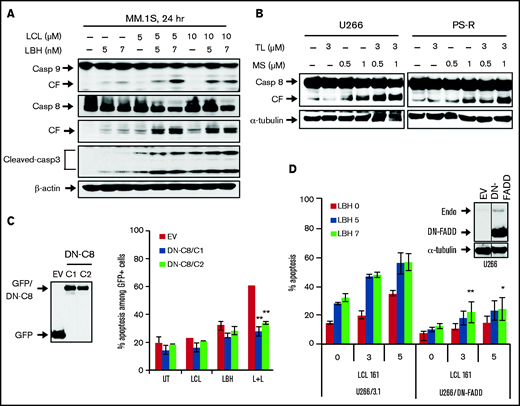 Blockade of the extrinsic apoptotic pathway diminished LCL/LBH–induced apoptosis. (A) MM.1S cells were exposed to the indicated concentrations of LCL ± LBH for 24 hours. Immunoblotting analysis was then performed to monitor levels of caspase-8 and cleaved caspase-3. (B) Bortezomib-naive U266 cells or bortezomib-resistant PS-R cells were exposed to the indicated concentrations of TL ± MS for 24 hours. Immunoblotting analysis was then performed to monitor levels of caspase-8. (C and D) U266/dominant-negative caspase-8 (DN-C8) and U266/dominant-negative FADD (DN-FADD) cells were established by stably transfecting human dominant-negative caspase-8 complementary DNA or DN-FADD complementary DNA. Immunoblotting analysis was then performed to monitor levels of GFP and FADD. A black border indicates that the blots are cut from the same membrane and same exposure time. α-Tubulin or β-actin was assayed to ensure equivalent loading and transfer. Cells were treated with LCL ± LBH for 24 hours, after which the percentage of 7-AAD+ cells was determined by flow cytometry. *P < .05, **P < .01. All experiments were repeated three times. CF, cleavage fragment.