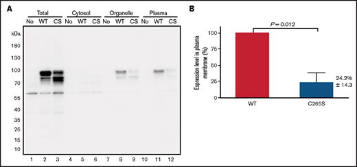 Expression of the TM C265S mutant is reduced on the cell surface. (A) Representative TM western blot data from total cell lysates (Total), cytosol, organelle membranes (Organelle), and plasma membrane (Plasma) fractions prepared from nontransfected cells (No) and cells transfected with TM-WT or -C265S mutant (CS) expression vectors. His-tagged TM protein was detected after SDS-PAGE and western blot analysis, with an anti-His tag antibody. The top main band at ∼90 kDa and the bottom one at ∼80 kDa presumably represent the mature glycosylated and unglycosylated forms of TM, respectively. (B) Quantification of TM in plasma membrane fractions of WT or C265S cells (n = 3 experiments; mean ± SD).