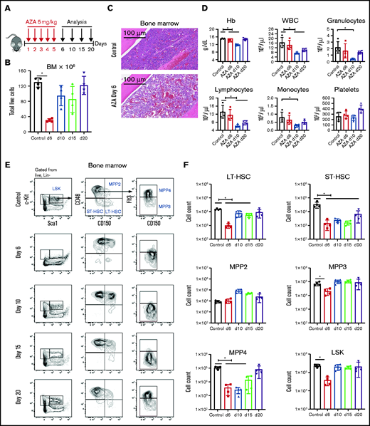 AZA depletes HSPCs in vivo. (A) Treatment schema. C57BL/6 mice were injected intraperitoneally with AZA at 5 mg/kg per day for 5 consecutive days. PB, spleens, and BM from both legs and spine were analyzed on days 6, 10, 15, and 20 after the start of AZA treatment. (B) Total live cells in the BM of untreated mice and AZA-treated mice on days 6, 10, 15, and 20 after the start of AZA treatment. (C) Hematoxylin and eosin staining of a BM section from 1 mouse femur on day 6 after treatment with AZA 5 mg/kg per day for 5 days compared with an untreated control. (D) PB cell counts for untreated mice compared with AZA-treated mice on days 6, 10, and 20 after the start of AZA treatment. (E) Representative flow cytometry contour plots of the HSPC compartment in the BM of untreated and AZA-treated mice on days 6, 10, 15, and 20. The figure shows our gating strategy beginning with Lin– live cells, LSK cells, MPPs, LT-HSCs, and ST-HSCs. (F) Absolute cell counts from the different HSPC compartments on days 6, 10, 15, and 20 after AZA treatment compared with untreated control mice. LSK: Lin–Sca1+c-Kit+; LT-HSC: LSKCD150+CD48–; ST-HSC: LSKCD150–CD48–; MPP2: LSKCD150+CD48+; MPP3: LSKCD150–CD48+Flt3–; MPP4: LSKCD150–CD48+Flt3+. Data are expressed as mean ± standard deviation (SD); n = 4 mice per group per time point. *P < .05. Hb, hemoglobin; WBC, white blood cell.