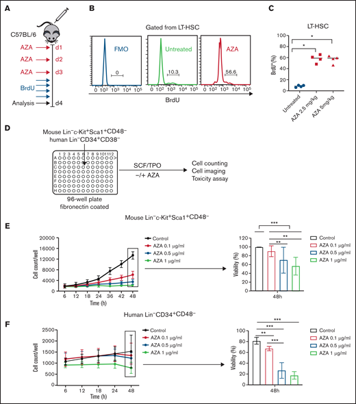 AZA induces proliferation of HSCs in vivo and reduces growth and viability of proliferating HSCs in vitro. (A) Treatment schema. C57BL/6 mice were injected intraperitoneally with AZA at 2.5 or 5 mg/kg per day for 3 days. After the last AZA dose, BrdU was administrated intraperitoneally at 1 mg per mouse once every 6 hours for a total of 24 hours. Mice were euthanized on day 4 after the start of experiment, and BM from both legs was analyzed by flow cytometry for incorporation of BrdU. (B) Representative histogram of BrdU expression in LT-HSCs (gated from live Lin–Sca1+c-Kit+CD150+CD48– cells) from 1 untreated and 1 AZA-treated mouse BM sample. (C) BrdU expression in percent for LT-HSCs (n = 4 mice per group). (D) Schematic of in vitro culture protocol. FACS-sorted mouse Lin–Sca1+c-Kit+CD48– or human Lin–CD34+CD38– cells were plated in 96-well flat-bottom plates coated with fibronectin that contained 100 µL of HSC media per well, and were supplemented with 10 ng/mL SCF and 100 ng/mL thrombopoietin (TPO). Different concentrations of AZA (0.1, 0.5, and 1 µg/mL) were added on 2 consecutive days (at baseline and at 24 hours after cell culturing). Cell counting and cell imaging was performed once every 6 hours for a total of 48 hours on an ImagExpress Pico automated cell counting system. After 48 hours, the percentage of live and dead cells was assessed by using EarlyTox Live/Dead Assay Kit. (E) Proliferation curves of FACS-sorted mouse Lin–Sca1+c-Kit+CD48– cells in the presence of indicated concentrations of AZA (left). Cell viability was assessed by the percentage of calcein AM+ cells after 48 hours of cell culture (right) (data are from 3 independent experiments). (F) Proliferation curves of FACS-sorted human Lin–CD34+CD38– cells in the presence of indicated concentrations of AZA (left). Cell viability was assessed by the percentage of calcein AM+ cells after 48 hours of cell culture (right) (data are from 2 independent experiments). Data are expressed as mean ± SD. *P < .05; **P < .01; ***P < .001.
