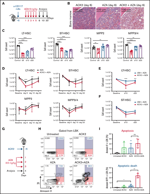 Anti-CD117 mAb (ACK2) combined with AZA enhances HSC depletion and delays HSC recovery in vivo. (A) Treatment schema for panels B-F. C57BL/6 mice were injected intravenously with a single dose of ACK2 or 2B8 at 500 µg 5 days before the start of treatment with AZA. AZA was administered intraperitoneally at 5 mg/kg once per day for 5 days. Mice were euthanized at 6, 10, or 20 days after the first dose of AZA; spleens and BM from both legs and spine were harvested and analyzed by flow cytometry for HSC depletion and depletion of mature myeloid and lymphoid cells. (B) Hematoxylin and eosin staining of a BM section of 1 femur at day 6 from a mouse treated with ACK2 only, AZA only, or ACK2-AZA. (C) Absolute cell counts of the different HSPC compartments in the BM of untreated controls and ACK2-AZA–treated mice on days 6, 10, and 20 after the start of AZA treatment as measured by flow cytometry. (D) Comparison of the absolute cell counts of different HSPC compartments in the BM of mice treated with AZA only or ACK2-AZA at baseline and at 6, 10, and 20 days after start of AZA. (E) Comparison of the absolute cell counts of LT-HSCs in the BM of mice treated with 2B8-AZA vs ACK2-AZA at baseline and on days 10 and 20 after the start of AZA treatment. (F) Comparison of the absolute cell counts of ST-HSCs in the BM of mice treated with 2B8-AZA vs ACK2-AZA at baseline and on days 10 and 20 after the start of AZA treatment. For panels C-F, data for each experimental group were pooled from 2 independent experiments; n = 8-9 mice per group per time point. (G) Treatment schema for panels H-I. C57BL/6 mice were injected intravenously with a single dose of ACK2 500 µg 5 days before the start of treatment with AZA (administered intraperitoneally at a dose of 2.5 mg/kg per day for 3 days). Mice were euthanized 4 days after the first dose of AZA, and BM from both legs was harvested and analyzed by flow cytometry for annexin V and propidium iodide (PI) staining. (H) Representative flow cytometry plots of annexin V and PI staining (gated from Lin–Sca1+c-Kit+) in untreated controls and mice treated with ACK2, AZA 2.5 mg/kg, or ACK2-AZA. (I) Top: annexin V+; bottom: annexin V+/PI+; stained cells are shown as a percentage of LSK cells in the different treatment groups compared with untreated controls (n = 3-5 mice). Data are expressed as mean ± SD. *P < .05; **P < .01; ***P < .001; ****P < .0001. ns, nonsignificant.