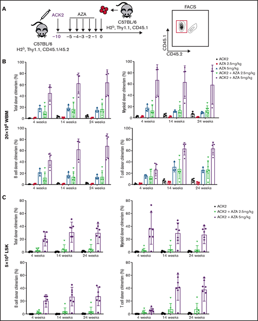 ACK2 synergizes with AZA and permits engraftment of congenic HSCs in immunocompetent mice. (A) Schematic of congenic transplantations. C57BL/6 (H-2b, Thy1.1, CD45.1) mice were donors for C57BL/6 (H-2b, Thy1.1, CD45.1/CD45.2) recipients. ACK2 at 500 µg was injected intravenously 10 days before cell infusion, and AZA was administrated on days −5 through −1 at a dose of 2.5 or 5 mg/kg per day. Recipients received 20 × 106 whole BM cells (WBM) or 5 × 104 FACS-sorted LSK cells on day 0 via retro-orbital injection. PB chimerism was assessed by flow cytometry using the CD45 allelic marker to distinguish between donor and recipient live total cells, myeloid cells (Gr1+Mac1+), B cells (CD19+CD3–), and T cells (CD19–CD3+). (B) Higher levels of sustained multilineage donor engraftment were observed in the ACK2-AZA group compared with single-agent ACK2 or single-agent AZA groups after transplantation of 20 × 106 WBM cells (n = 3-6 mice per group). (C) ACK2-AZA at 5 mg/kg per day enables sustained multilineage engraftment of 5 × 104 FACS donor congenic LSK cells (n = 6-7 mice per group). Data were pooled from 2 independent experiments and represent mean ± SD.