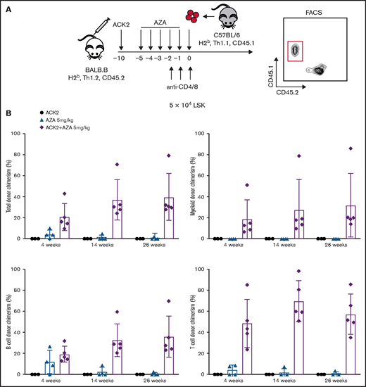 ACK2 synergizes with AZA and permits engraftment of allogeneic HSCs in immunocompetent mice. (A) Schematic of allogeneic transplantations. BALB.B mice (H-2b, Thy1.2, CD45.2) were recipients for B6 donors (H-2b, Thy1.1, CD45.1). ACK2 was injected intravenously 10 days before transplantation, AZA was administered intraperitoneally on days −5 through −1 at 5 mg/kg per day, and anti-CD4/anti-CD8 mAbs were injected intravenously at 100 µg for each mAb on days −2, −1, 0 (day of transplant). Recipients received 5 × 104 LSK cells at day 0 via retro-orbital injection. PB chimerism analysis was assessed by flow cytometry using a CD45 marker to distinguish between donor and recipient live total, myeloid (Gr1+Mac1+), B cells (CD19+CD3–), and T cells (CD19–CD3+). (B) Multilineage donor-derived chimerism in PB at 4, 14, and 26 weeks after conditioning with single-agent ACK2, single-agent AZA 5 mg/kg per day, or ACK2-AZA and transplantation of 5 × 104 LSK cells. Data represent mean ± SD (n = 3-5 mice per group).