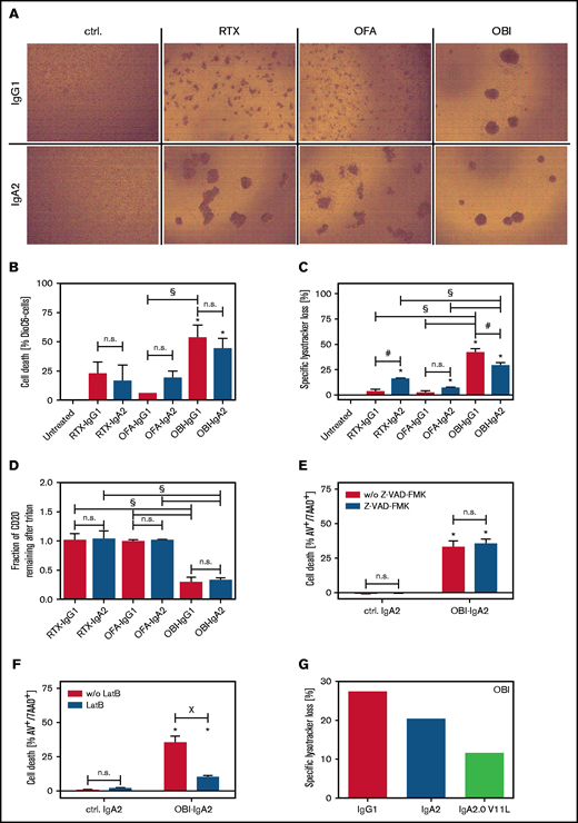 Direct lymphoma cell killing by CD20 antibodies of the IgA2 isotype. (A) Homotypic aggregation by CD20 antibodies was analyzed by phase-contrast microscopy using SU-DHL-4 target cells. Antibodies were added at 10 µg/mL for 24 hours. Representative images of 3 independent experiments are shown. (B) Induction of direct cell death induced by CD20 monoclonal antibody was analyzed by DiOC6 staining. Ramos cells were used as target cells, and antibodies were added at a fixed concentration (10 µg/mL) for 6 hours. (C) Lysosomal cell death was quantified by LysoTracker Red staining on Ramos cells after incubation with CD20 antibodies (10 µg/mL) for 6 hours. (D) Redistribution of CD20 to lipid rafts was analyzed by flow cytometry on Ramos cells. For discrimination between nonraft and lipid raft distribution, cells were treated with Triton X-100 after incubation with 10 µg/mL antibody for 6 hours. Residual fluorescence indicated Triton insolubility of formed lipid rafts. SU-DHL-4 cells were treated with the indicated CD20 antibodies at 10 µg/mL for 24 hours in the presence of the pan caspase inhibitor Z-VAD-FMK (E) or the cytoskeleton inhibitor LatB (F). Subsequently, cells were stained with annexin V and 7-aminoactinomycin to assess cell death by flow cytometry. (F) Lysosomal cell death was quantified by LysoTracker Red staining on Ramos cells after incubation with CD20 antibodies (10 µg/mL) for 6 hours. (G) Three OBI variants (IgG1, IgA2, and IgA2-V11L) were compared with regard to direct cell death induction. Lysosomal cell death was quantified by LysoTracker Red staining of Ramos cells after incubation with the antibodies (10 µg/mL) for 6 hours. Results of 3 independent experiments are shown as mean ± SEM, with the exception of (G), for which n = 1. *Significant difference specific antibody vs untreated/isotype control. #Significant difference lgG1 vs lgA2. XSignificant difference between with vs without inhibitor (Z-VAD-FMK or LatB). Significant differences (P ≤ .05) were calculated using ANOVA. Original mangnification x20 for panel A. AV, annexin V; ctrl., control; n.s., not significant; w/o, without; 7AAD, 7-aminoactinomycin.